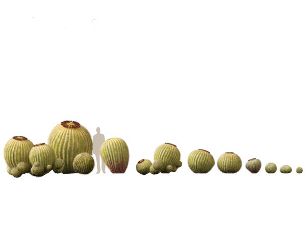 Succulents & Desert Plants Pack 07 - Image 9