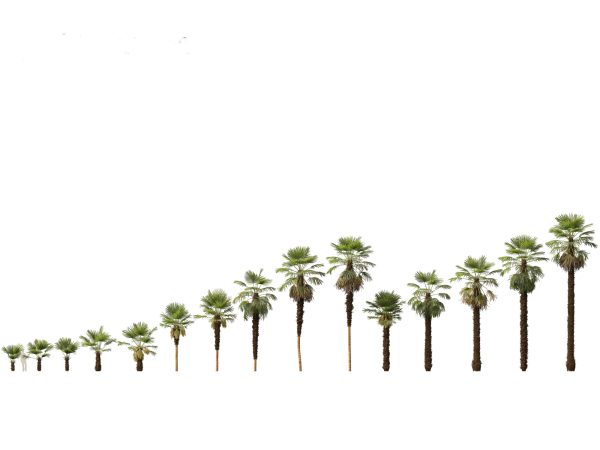 Tropical Giants & Palms Pack 02 - Image 15