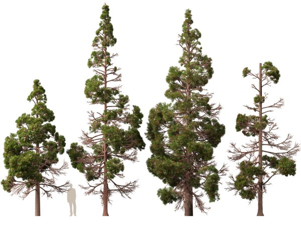 UE5 Wind Plants - cryptomeria japonica - Japanese cedar - Image 5
