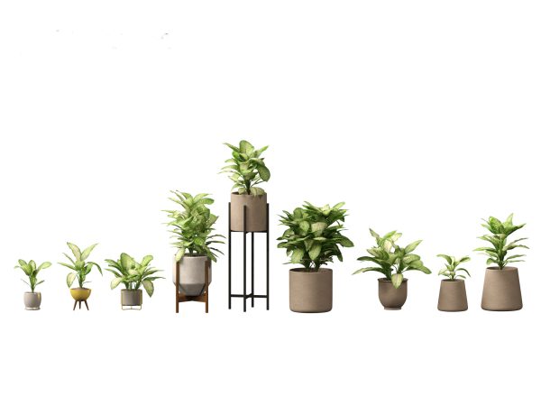 Chic Indoor Potted Plants Pack 27 - Image 6