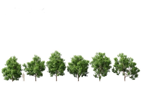 Australian Native Trees Pack 31 - Image 28