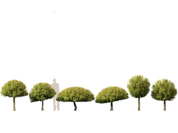 Asian Ornamental Trees Pack 21 - Image 10