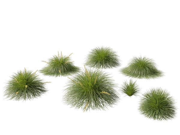 Australian Garden Essentials Pack 30 - Image 14