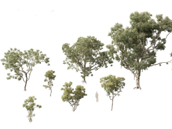 Australian Native Trees Pack 31 - Image 9
