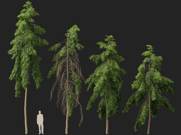Carallia brachiata Honiara - Freshwater Mangrove 3D Model - Image 7