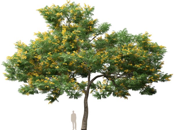 Bulnesia arborea - verawood 3D Model - Image 10