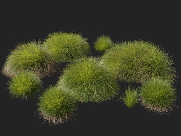 Lomandra confertifolia Little Con - Small Mat Rush 3D Model - Image 5