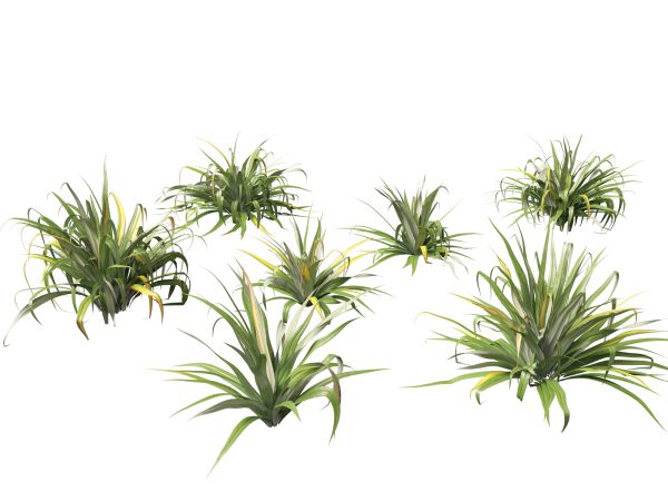 Tropical & Architectural Foliage Pack 51 - Image 25
