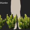 Illicium parviflorum Florida Sunshine 3D Model - Image 8