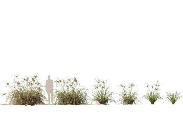 Aquatic & Pond Plants Pack 09 - Image 8