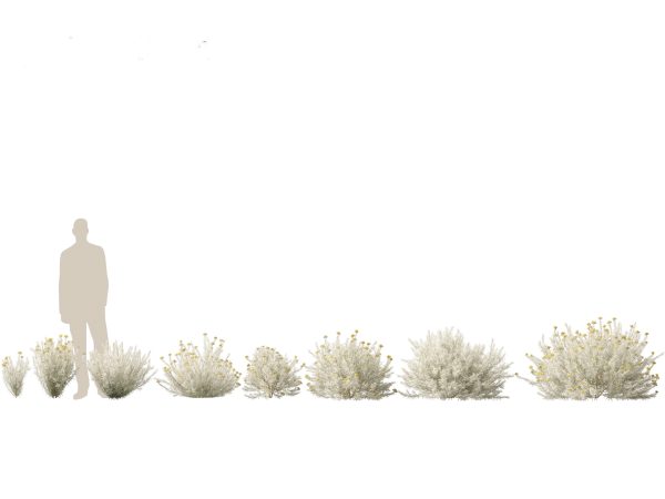 Mediterranean & Arid Plants Pack 44 - Image 19