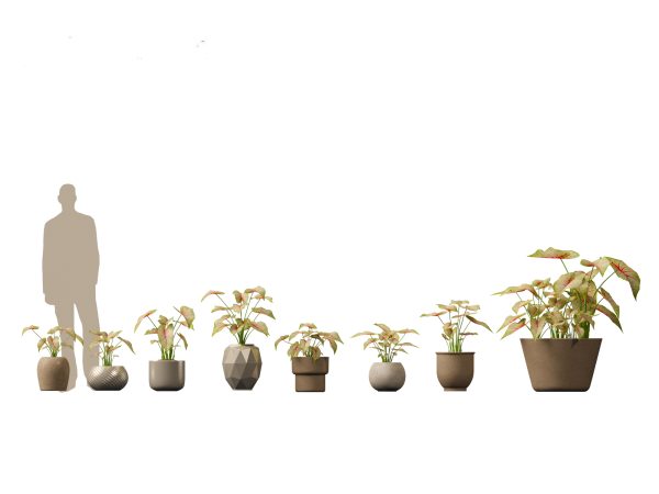 Decorative Indoor Plants Essentials Pack 41 - Image 6
