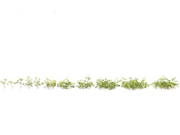 Shade Garden Plants Pack 08 - Image 15