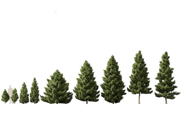 Pines, Cedars & Conifers Pack 22 - Image 15
