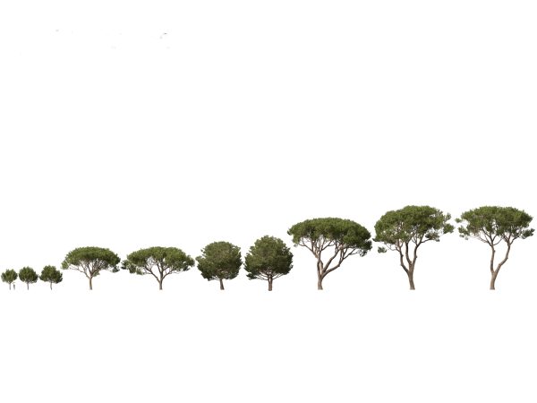 Mediterranean Garden Trees Pack 03 - Image 7