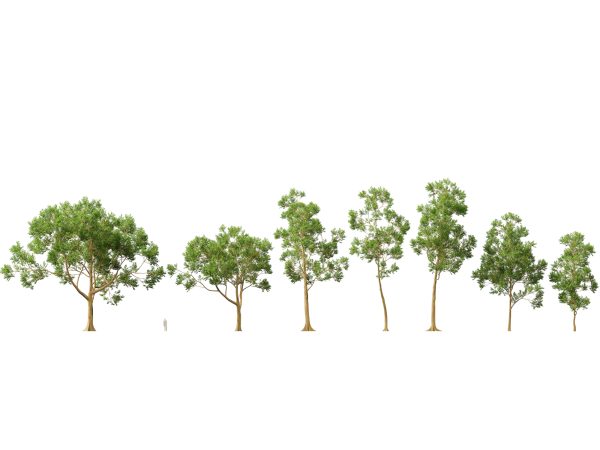 Eucalyptus deglupta - Rainbow Gum 3D Model