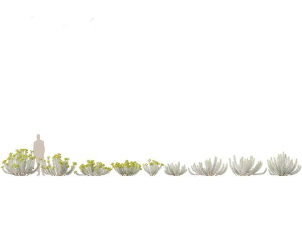 Mediterranean & Arid Plants Pack 44 - Image 23
