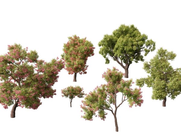 Australian Native Trees Pack 31 - Image 13