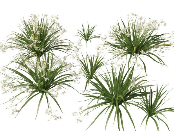 Libertia paniculata - Branching grass-flag 3D Model