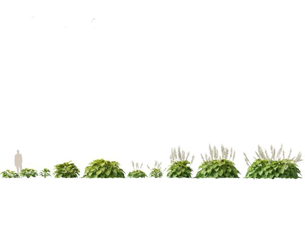 Shade Garden Plants Pack 08 - Image 10