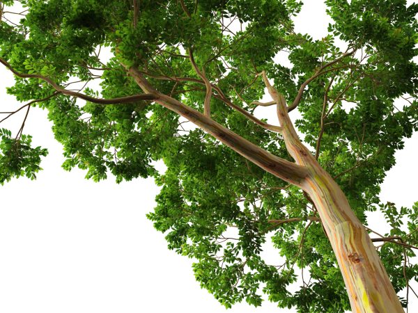 Eucalyptus deglupta - Rainbow Gum 3D Model - Image 6