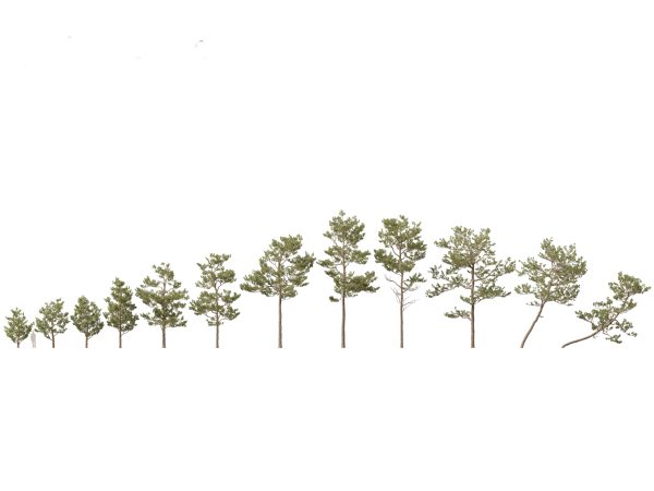 Pines, Cedars & Conifers Pack 22 - Image 11