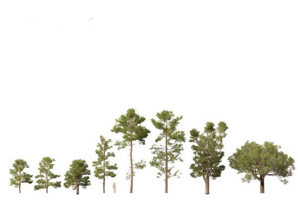 Pines, Cedars & Conifers Pack 22 - Image 9