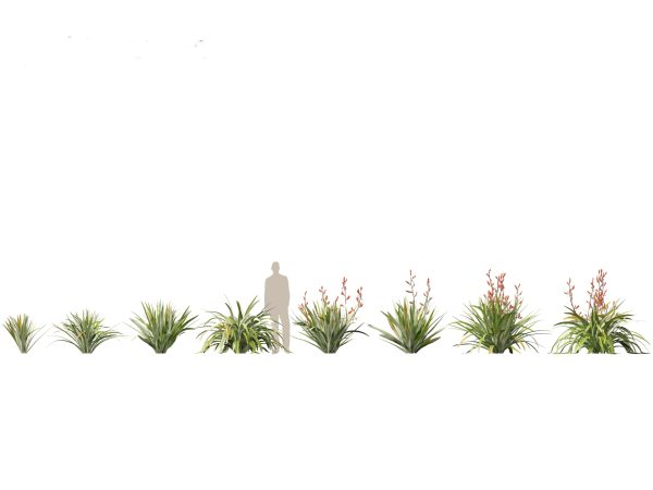 Tropical & Architectural Foliage Pack 51 - Image 14