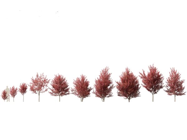 Asian Ornamental Trees Pack 21 - Image 11