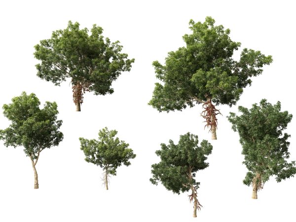 Couroupita guianensis - Cannon Ball Tree 3D Model - Image 4