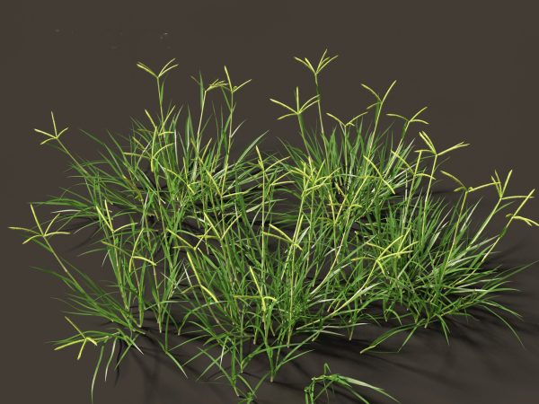 Meadow & Grassland Plants Pack 34 - Image 13