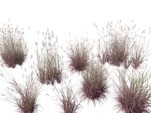 Meadow & Grassland Plants Pack 34 - Image 5