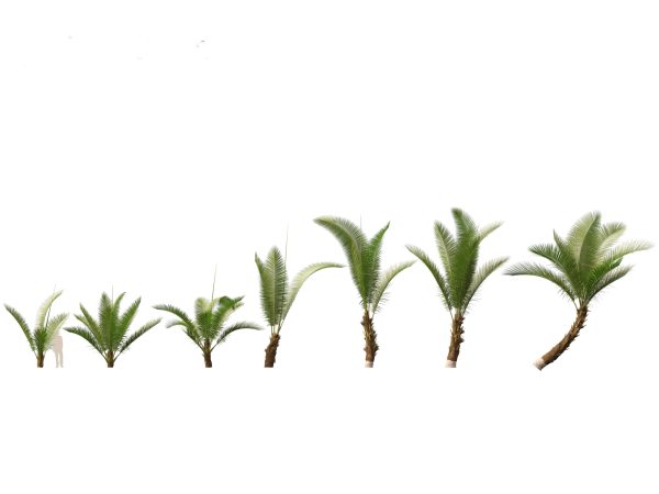 Palms & Exotics Pack 25 - Image 11
