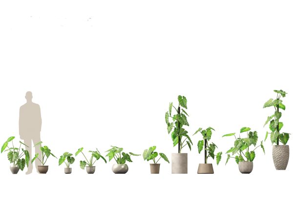 Large Potted Greenery Pack 40 - Image 15