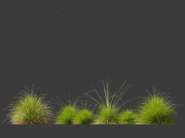 Elegant Garden Grasses Pack 38 - Image 12