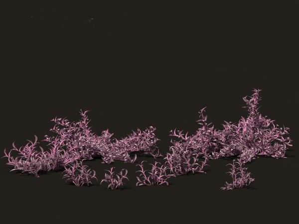 Tropical & Exotic Foliage Pack 49 - Image 27