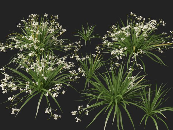 Libertia paniculata - Branching grass-flag 3D Model - Image 6