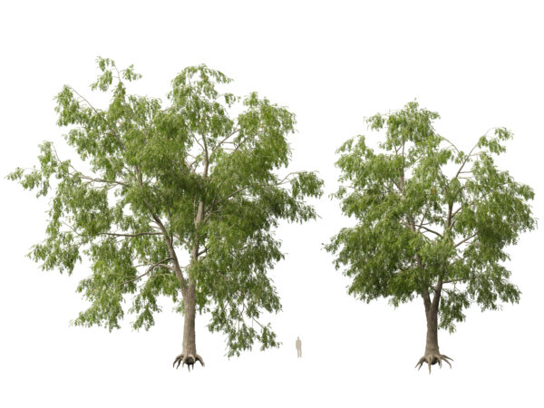 Carya cordiformis - bitternut hickory 3D Model - Image 11