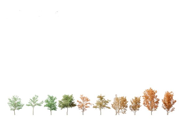 Autumn Colors Collection Pack 06 - Image 7