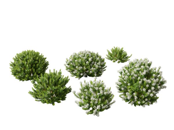 Australian Garden Essentials Pack 30 - Image 13
