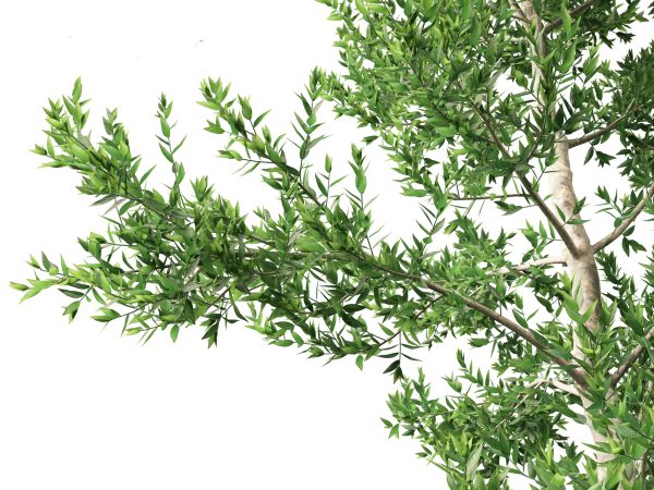 Tropical & Subtropical Trees Pack 46 - Image 30
