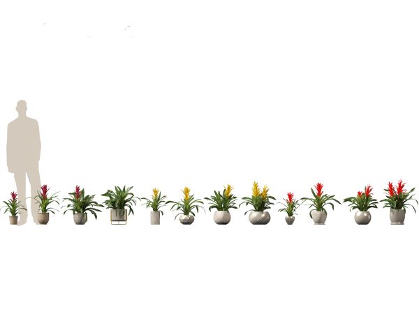 Chic Indoor Potted Plants Pack 27 - Image 11