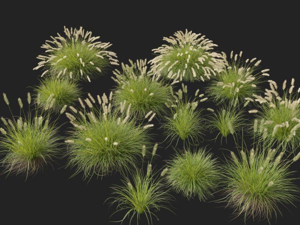 Pennisetum alopecuroides Pennstripe – Swamp Foxtail Grass 3D Model - Image 5