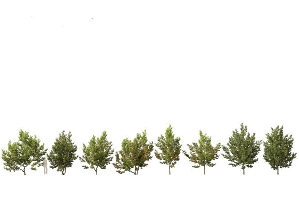 Urban Streetscape Trees Pack 11 - Image 2