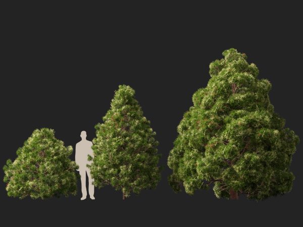 UE5 Wind Plants - cryptomeria japonica - Japanese cedar - Image 8