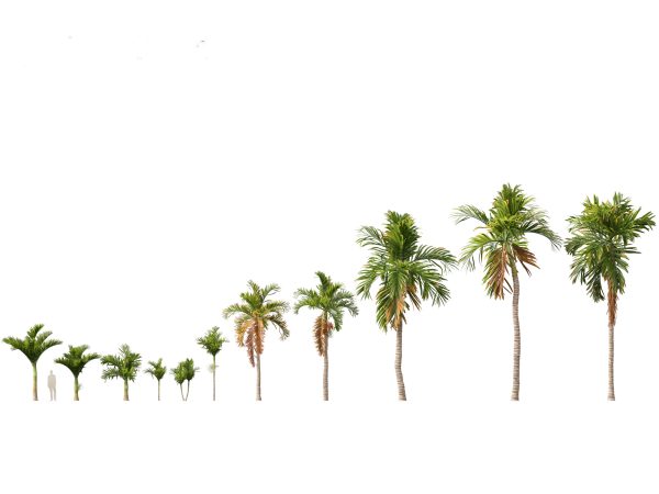 Tropical Giants & Palms Pack 02 - Image 3