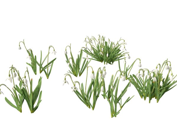 Flowering Perennials & Herbs Pack 42 - Image 8