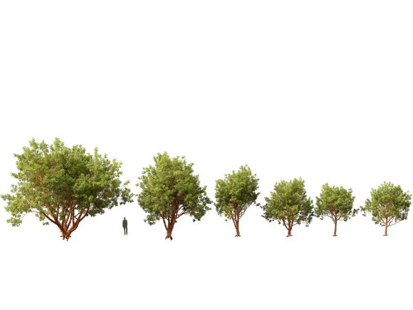European Broadleaf Trees Pack 17 - Image 3