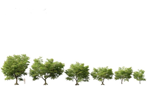 Temperate Flowering Shrubs & Trees Pack 54 - Image 12