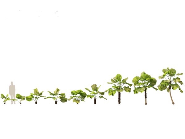 Jungle Foliage Pack 16 - Image 13